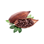Cacao - Cocoa